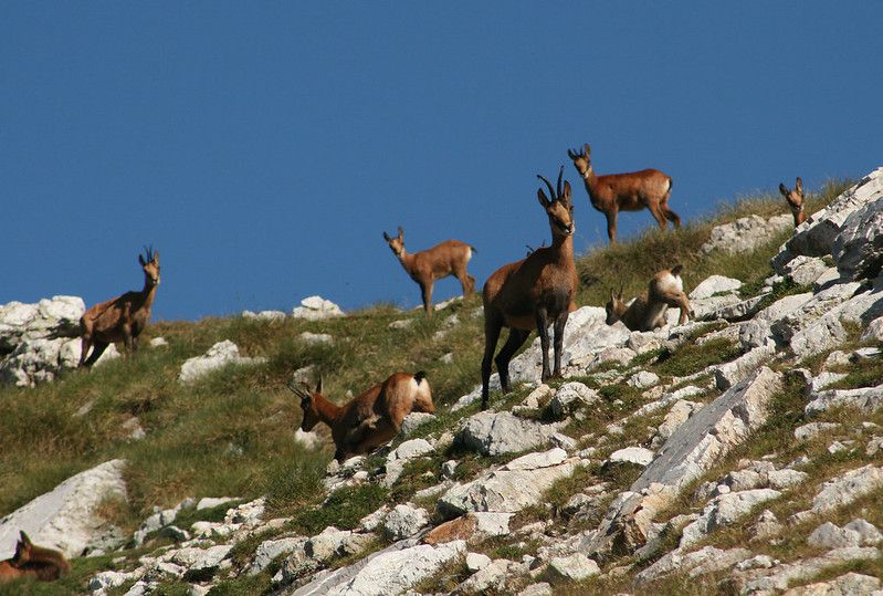 on veure isards a la cerdanya